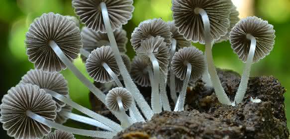 Coprinellus disseminatus (Gesäter Tintling, Kolumbien): In dieser Gattung totholzzersetzender Pilze ist die Zahl der geschätzten Arten etwa so hoch wie die Zahl der bekannten Arten (Bild: R. Lücking / Botanischer Garten und Botanisches Museum Berlin) Coprinellus disseminatus (Gesäter Tintling, Kolumbien)