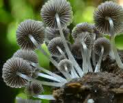 Coprinellus disseminatus (Gesäter Tintling, Kolumbien): In dieser Gattung totholzzersetzender Pilze ist die Zahl der geschätzten Arten etwa so hoch wie die Zahl der bekannten Arten (Bild: R. Lücking / Botanischer Garten und Botanisches Museum Berlin) Coprinellus disseminatus (Gesäter Tintling, Kolumbien)