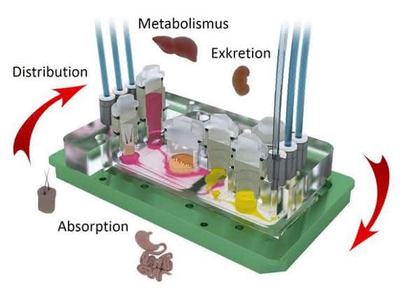 Vier-Organ-Chip