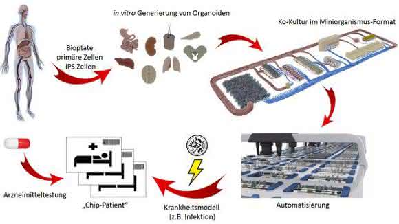 Human-on-a-Chip