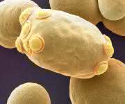 Die Bäckerhefe Saccharomyces cerevisiae (Bild: Universität Basel/SNI/Nano Imaging Lab) Die Bäckerhefe Saccharomyces cerevisiae (Bild: Universität Basel/SNI/Nano Imaging Lab)