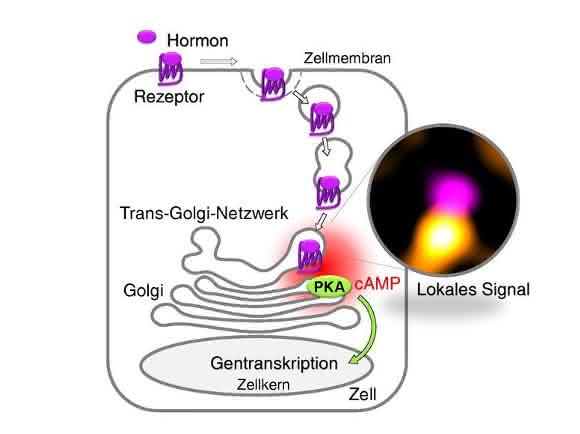 Grafik zum Modell der Signalkette in der Zelle