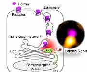 Nach der Bindung eines Hormons (TSH) wird der Rezeptor von der Zelle aufgenommen (Internalisierung) und zum TGN transportiert, wo er die lokale cAMP-Produktion steigert und die Proteinkinase A (PKA) aktiviert. Diese Ereignisse erscheinen kritisch, um die Gentranskription im Zellkern zu induzieren, die letztlich die Wirkung des Hormons auf die Zelle vermittelt. (Abbildung: AG Calebiro) Grafik zum Modell der Signalkette in der Zelle
