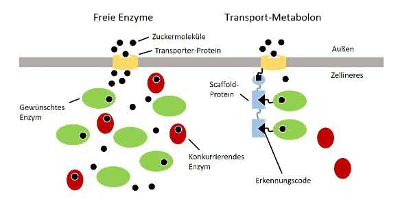 Enzyme Bioökonomie: „Molekulare Fließbänder“ optimieren Rohstoffnutzung