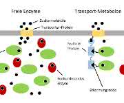 Enzyme Bioökonomie: „Molekulare Fließbänder“ optimieren Rohstoffnutzung