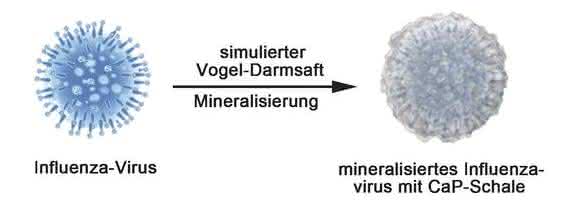 Eine Mineralschicht um die Viren macht diese infektiöser und gleichzeitig robuster.