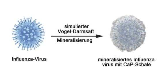 Eine Mineralschicht um die Viren macht diese infektiöser und gleichzeitig robuster.