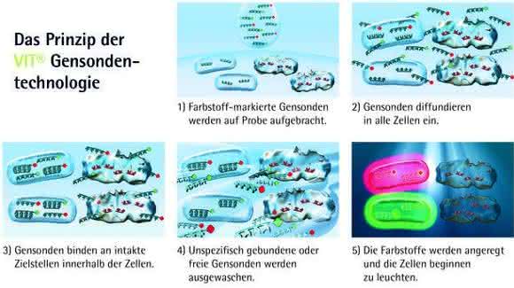 VIT Gensondentechnologie