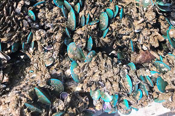 Muscheln heften sich an Schiffsrümpfe und beschädigen so das Material.