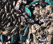 Muscheln heften sich an Schiffsrümpfe und beschädigen so das Material. (Bild: Clarinda Sutanto, Nanyang Technological University (NTU), Singapore) Muscheln heften sich an Schiffsrümpfe und beschädigen so das Material.