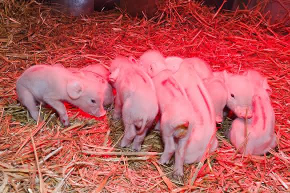 Forschende der Vetmeduni Vienna bestätigten erstmals einen gegen Toltrazuril resistenten Stamm von Cystoisospora suis, einem vor allem bei Saugferkeln häufigen Durchfallerreger. (Bild: Michael Bernkopf/Vetmeduni Vienna) Junge Ferkel unter der Wärmelampe