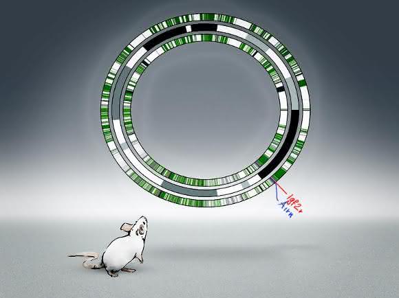 Künstlerische Darstellung des Alleloms der Maus (Bild: Lip Comarella)