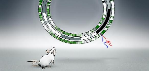 Künstlerische Darstellung des Alleloms der Maus (Bild: Lip Comarella) Künstlerische Darstellung des Alleloms der Maus (Bild: Lip Comarella)