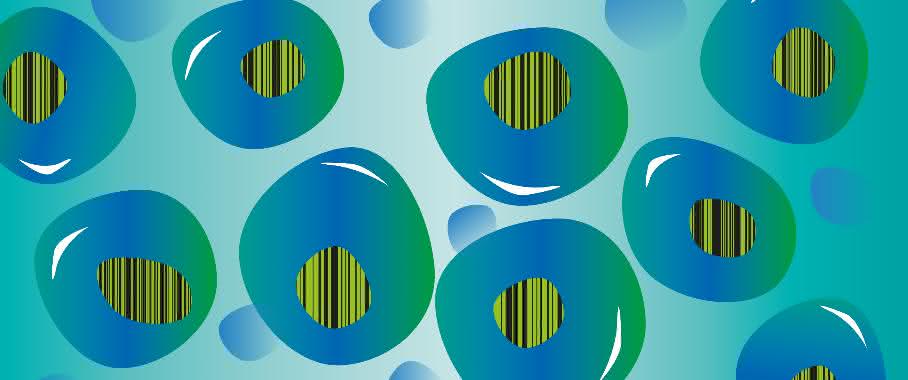 Im übertragenen Sinn: Blutstammzellen mit Barcodes (Bild: DKFZ) Blutstammzellen mit Barcodes