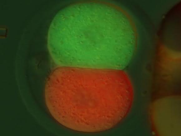 Jeder Zelle eine eigene Farbe: Nach der ersten Zellteilung der befruchteten Eizelle werden die zwei Zellen mit einem rot bzw. grün fluoreszierenden Marker injiziert. (Bild: MPI Münster / E. Casser)