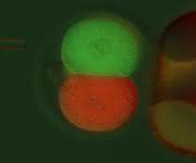 Jeder Zelle eine eigene Farbe: Nach der ersten Zellteilung der befruchteten Eizelle werden die zwei Zellen mit einem rot bzw. grün fluoreszierenden Marker injiziert. (Bild: MPI Münster / E. Casser) Jeder Zelle eine eigene Farbe: Nach der ersten Zellteilung der befruchteten Eizelle werden die zwei Zellen mit einem rot bzw. grün fluoreszierenden Marker injiziert. (Bild: MPI Münster / E. Casser)