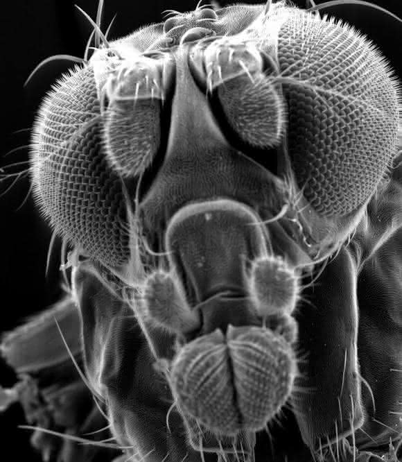 Rasterelektronenmikroskopische Aufnahme einer Drosophila melanogaster (Taufliege)