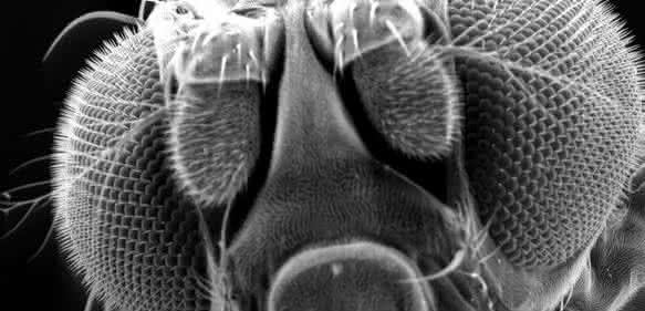 Rasterelektronenmikroskopische Aufnahme einer Drosophila melanogaster (Taufliege)