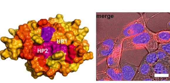 HIV-1 NEF