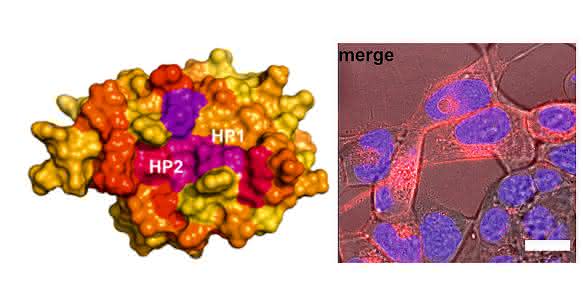 HIV-1 NEF