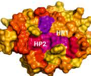 HIV-1 NEF