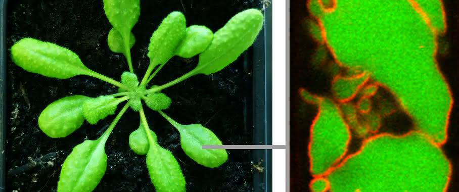 Intrazelluläre Post: Neue Mechanismen des Proteintransports in der Pflanzenzelle entdeckt