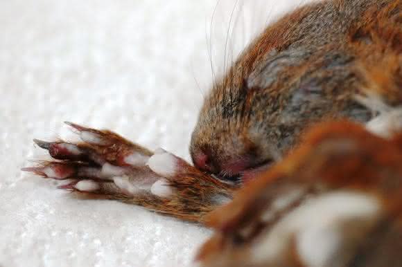 Eichhörnchen mit Pockenvirus-Läsionen (Bild: Gudrun Wibbelt, Leibniz-IZW)