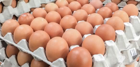 Fipronil in Eiern? (Bild: Fotolia / Nudda) Fipronil in Eiern? (Bild: Fotolia / Nudda)