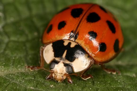 Asiatischer Marienkäfer