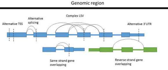 RNA-seq: Bioinformatics Tools RNA-seq: Bioinformatics Tools