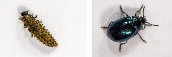 Blattkäfer-Larve und ausgewachsenes Insekt. (Foto: Universität Bielefeld)