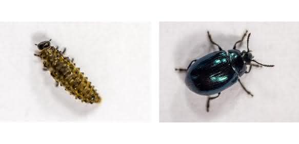Blattkäfer-Larve und ausgewachsenes Insekt. (Foto: Universität Bielefeld)