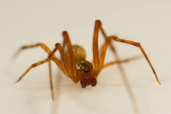 Spinne (Bild: Leonard Georg)