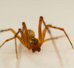 Spinne (Bild: Leonard Georg)