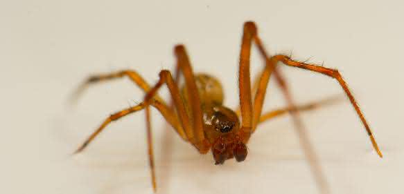 Spinne (Bild: Leonard Georg) Spinne (Bild: Leonard Georg)