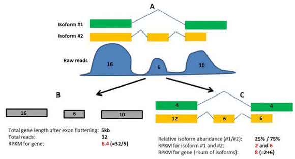 RNA-seq: Bioinformatics Tools RNA-seq: Bioinformatics Tools