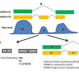 RNA-seq: Bioinformatics Tools