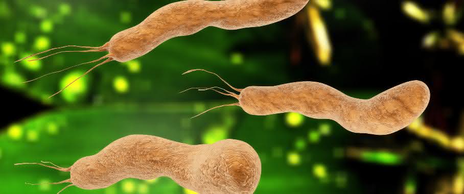 Kommunizieren Sie miteinander? Das Modell der LMU-Biophysiker besagt, dass ein Teil einer Bakterienpopulation sich die energieaufwändige Produktion von Signalproteinen spart – und dennoch auf die Signale seiner Populationsgenossen reagiert. (Bild: Fotolia) Kommunizieren diese Bakterien miteinander?
