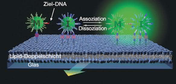 Ultrasensitive DNA-Quantifizierung: Per Lichtstreuung ganz ohne PCR Ultrasensitive DNA-Quantifizierung: Per Lichtstreuung ganz ohne PCR