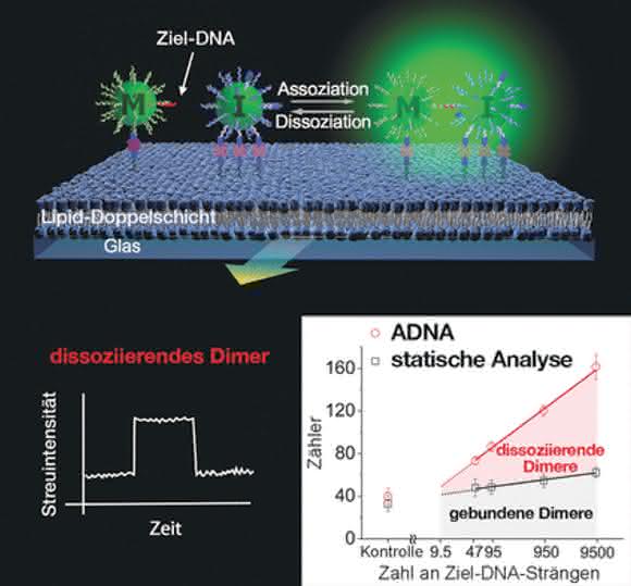 Ultrasensitive DNA-Quantifizierung: Per Lichtstreuung ganz ohne PCR Ultrasensitive DNA-Quantifizierung: Per Lichtstreuung ganz ohne PCR