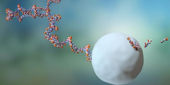 RNA-Moleküle leben durchschnittlich zwei Minuten, bevor sie von einem Exosom eliminiert werden.