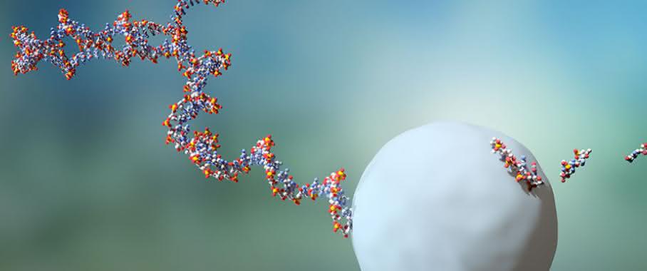 RNA-Moleküle leben durchschnittlich zwei Minuten, bevor sie von einem Exosom eliminiert werden. RNA-Moleküle leben durchschnittlich zwei Minuten, bevor sie von einem Exosom eliminiert werden.