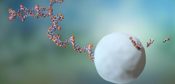 RNA-Moleküle leben durchschnittlich zwei Minuten, bevor sie von einem Exosom eliminiert werden.