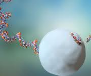 RNA-Moleküle leben durchschnittlich zwei Minuten, bevor sie von einem Exosom eliminiert werden.