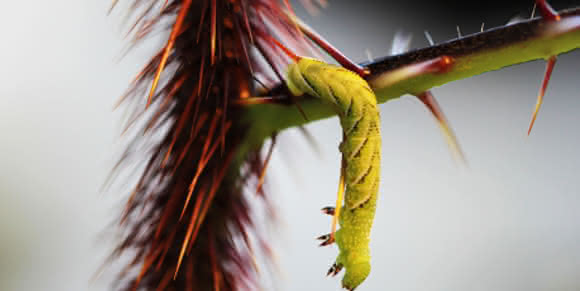 Raupe des Tabakschwärmers Manduca sexta überwindet Stachel