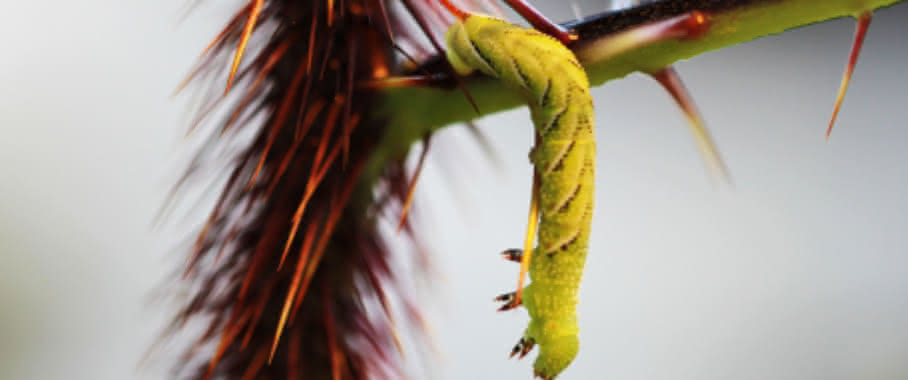 Raupe des Tabakschwärmers Manduca sexta überwindet Stachel