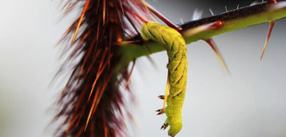 Raupe des Tabakschwärmers Manduca sexta überwindet Stachel