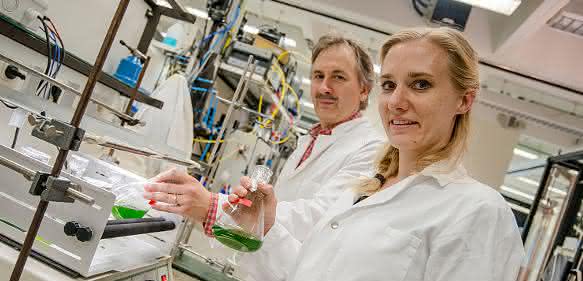 Wasserstoff und Metabolismus: Evolution eines bakteriellen Enzyms in Grünalgen