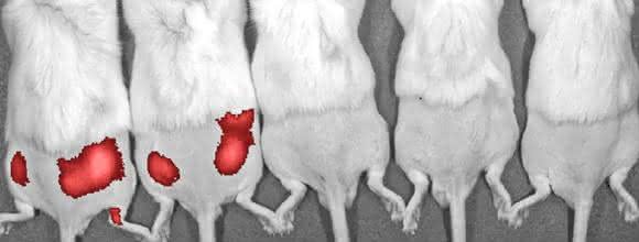 Mäuse, mit Pseudomonas aeruginosa infiziert: fluoreszenzmarkierte Siderophor-Konjugate machen die Bakterien sichtbar