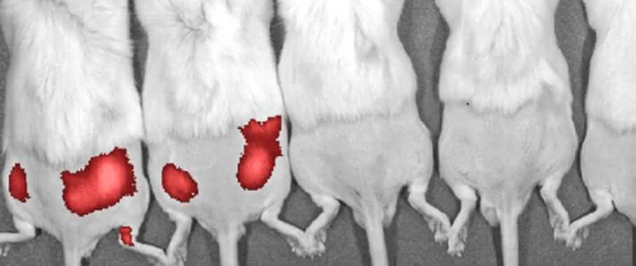 Mäuse, mit Pseudomonas aeruginosa infiziert: fluoreszenzmarkierte Siderophor-Konjugate machen die Bakterien sichtbar